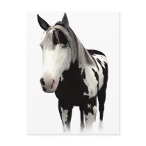 Piebald Paint Horse Art postcards by horsefunny Piebald Paint Horse Art postcards