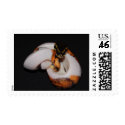 Pied Ball Python postage
