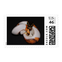 Pied Ball Python postage