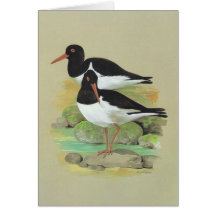Pied Oystercatcher - Haematopus ostralegus Cards