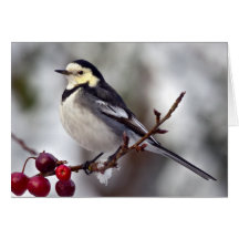 Pied Wagtail Card