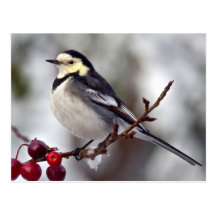Pied Wagtail Postcard