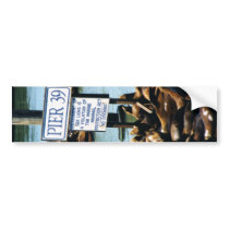 Pier 39 Sea Lion Bumper Sticker