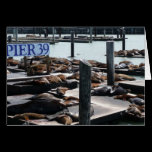 Pier 39 Sea Lions Card