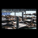 Pier 39 Sea Lions Photo Print