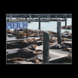 Pier 39 Sea Lions Postcard