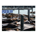 Pier 39 Sea Lions Postcard