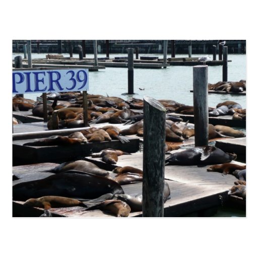 Pier 39 Sea Lions Postcard
