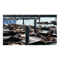 Pier 39 Sea Lions Print