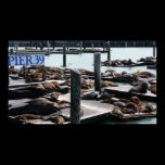 Pier 39 Sea Lions Print