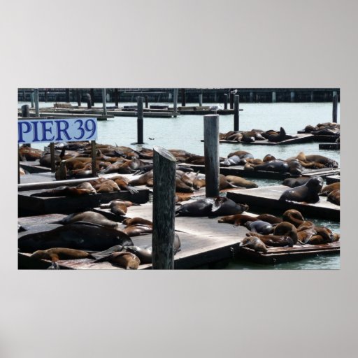 Pier 39 Sea Lions Print