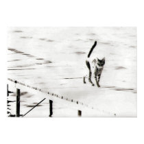 pier cat posters