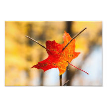 pierced in autumn photographic print