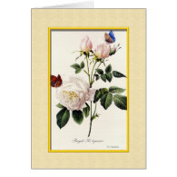 Pierre Joseph Redouté  rose flowers Cards