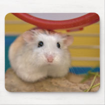 Pie's stare (mousepad)