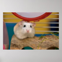 Pie's stare (poster)