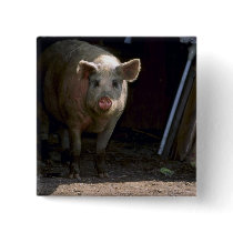 Pig Pin