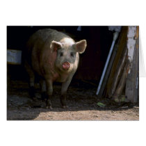 Pig Greeting Cards