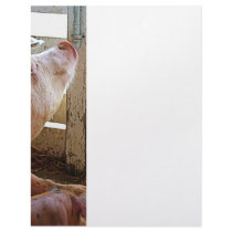 Pig Enjoying the Sun Custom Letterhead