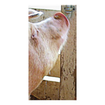 Pig Enjoying the Sun Photo Greeting Card