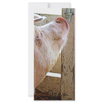 Pig Enjoying the Sun Rack Card Template