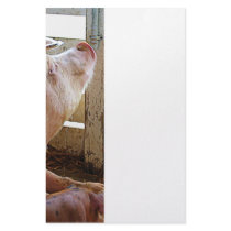 Pig Enjoying the Sun Customized Stationery