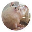 Pig Enjoying the Sun sticker