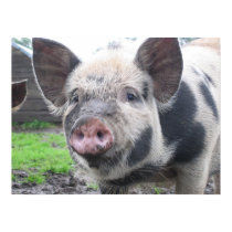 Pig Face Print