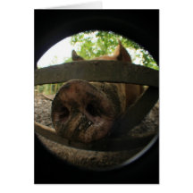 Pig Fisheye Cards