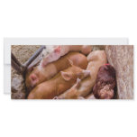 Pig - Five little piggies and a Chicken Full Color Rack Card