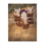 Pig - Getting past hurdles Post Cards