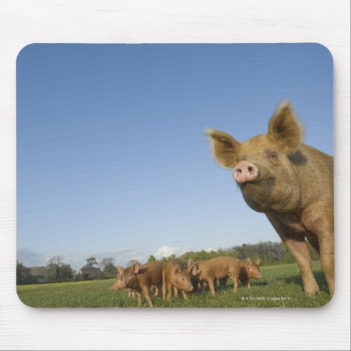 Pig in a Field Mousepad