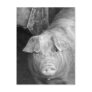 Pig in Black and White Postcards