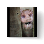 pig in pinback buttons