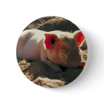 Pig in the Sun buttons by alternateworlds Pig in the Sun buttons