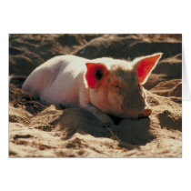 Pig in the Sun cards