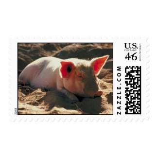 Pig in the Sun stamp
