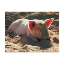 Pig in the Sun Postcards