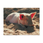 Pig in the Sun Postcards