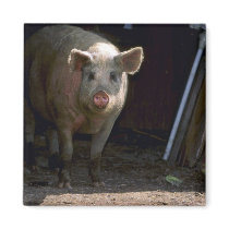 Pig Fridge Magnet