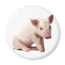 pig fridge magnet