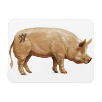 Pig magnet magnets