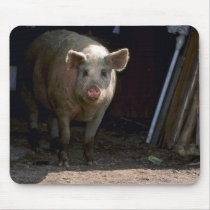 Pig Mouse Pads