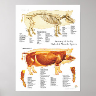 Muscle Chart Posters | Zazzle