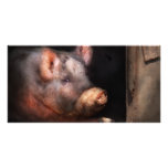 Pig - Piggy number two Photo Cards