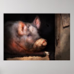 Pig - Piggy number two Print