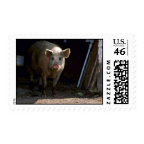 Pig Postage Stamp