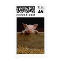 Pig postage by njsoleta Pig postage