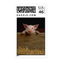Pig Postage