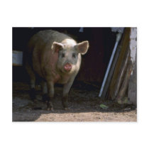 Pig Post Card